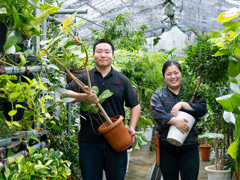 【大阪　観葉植物　レンタル】植木の種類